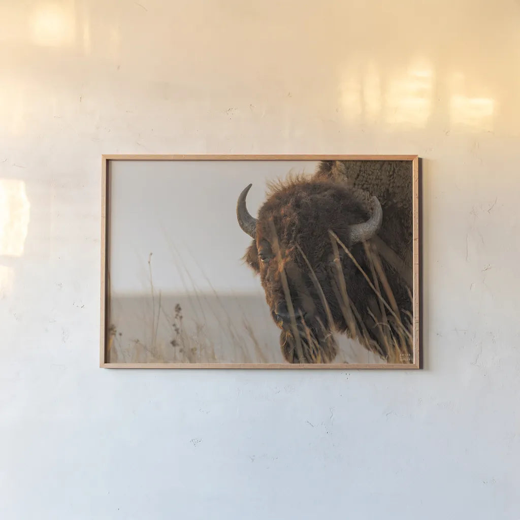 Bison Sunset by Nathan Larson. shown as a paper print in a natural frame. Available as a archival giclee rolled canvas, fine art paper, or poster print. SKU 98333i.