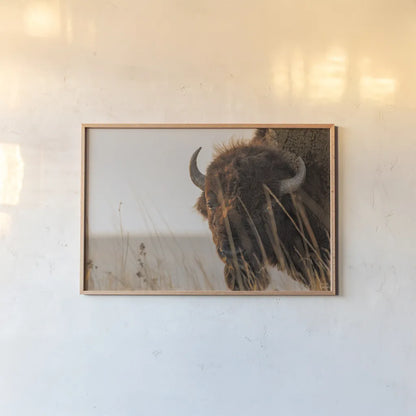 Bison Sunset by Nathan Larson. shown as a paper print in a natural frame. Available as a archival giclee rolled canvas, fine art paper, or poster print. SKU 98333i.