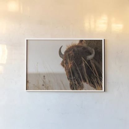 Bison Sunset by Nathan Larson. shown as a paper print in a white frame. Available as a archival giclee rolled canvas, fine art paper, or poster print. SKU 98333i.