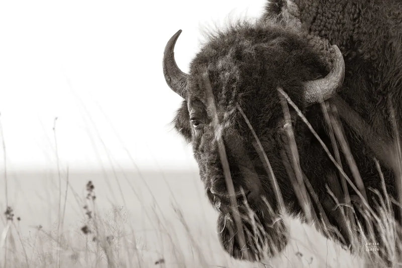 Bison Sunset BW by Nathan Larson. SKU 98334i. Archival Giclee Fine art print for wall decor.