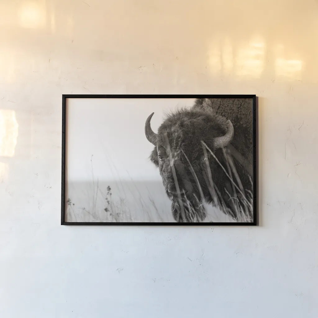 Bison Sunset BW by Nathan Larson. shown as a paper print in a black flame. Available as a archival giclee rolled canvas, fine art paper, or poster print. SKU 98334i.