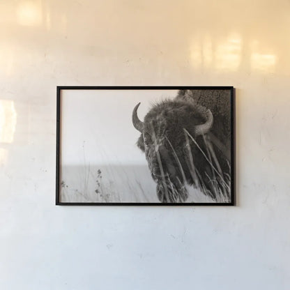 Bison Sunset BW by Nathan Larson. shown as a paper print in a black flame. Available as a archival giclee rolled canvas, fine art paper, or poster print. SKU 98334i.
