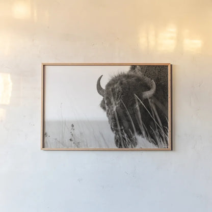Bison Sunset BW by Nathan Larson. shown as a paper print in a natural frame. Available as a archival giclee rolled canvas, fine art paper, or poster print. SKU 98334i.