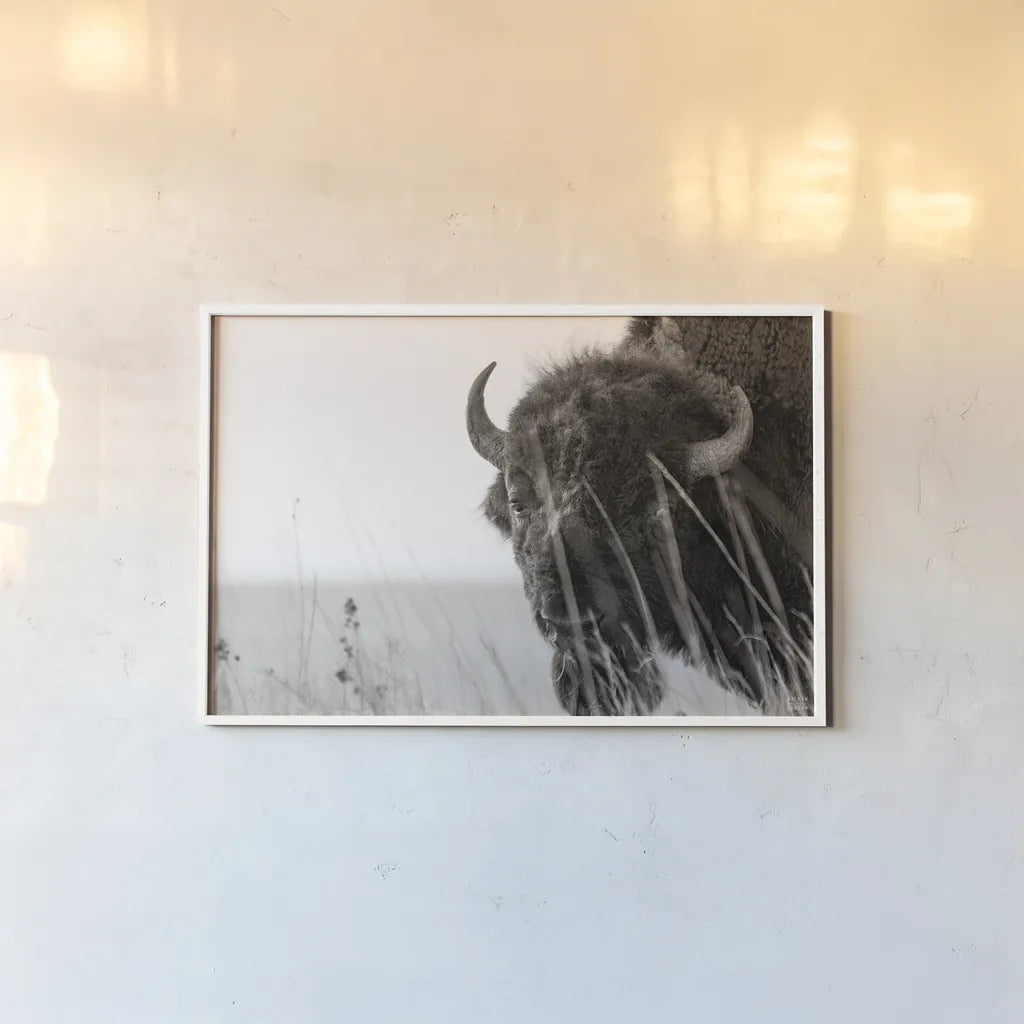 Bison Sunset BW by Nathan Larson. shown as a paper print in a white frame. Available as a archival giclee rolled canvas, fine art paper, or poster print. SKU 98334i.