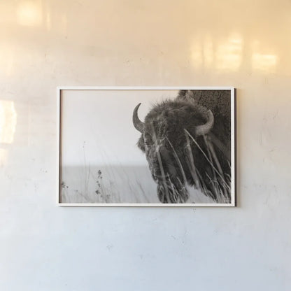 Bison Sunset BW by Nathan Larson. shown as a paper print in a white frame. Available as a archival giclee rolled canvas, fine art paper, or poster print. SKU 98334i.