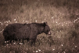 Black Bear Meadow by Nathan Larson. SKU 99368i. Archival Giclee Fine art print for wall decor.