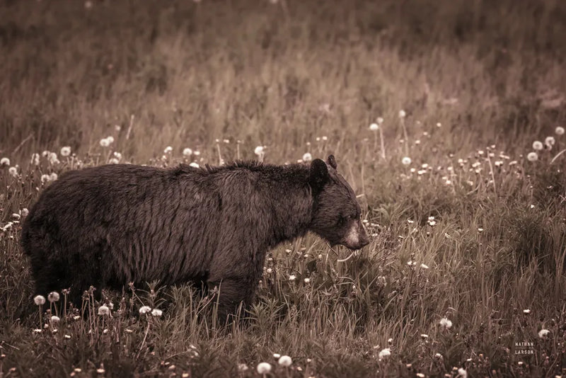 Black Bear Meadow by Nathan Larson. SKU 99368i. Archival Giclee Fine art print for wall decor.