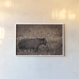 Black Bear Meadow by Nathan Larson. shown as a paper print in a white frame. Available as a archival giclee rolled canvas, fine art paper, or poster print. SKU 99368i.