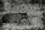 Black Bear Meadow BW by Nathan Larson. SKU 99369i. Archival Giclee Fine art print for wall decor.