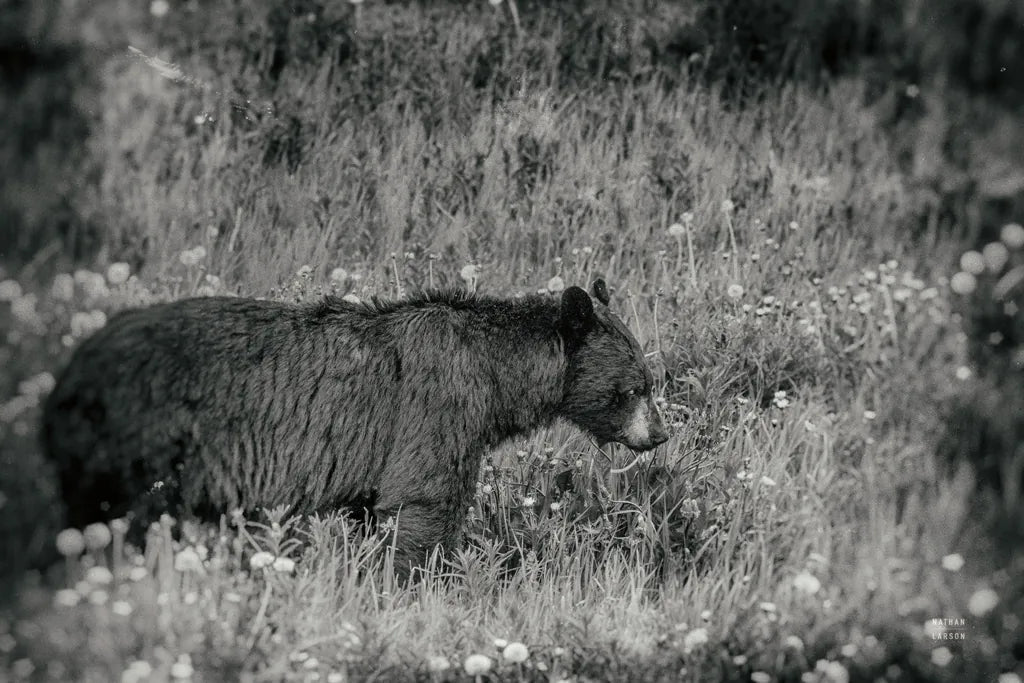 Black Bear Meadow BW by Nathan Larson. SKU 99369i. Archival Giclee Fine art print for wall decor.