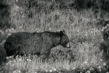 Black Bear Meadow BW by Nathan Larson. SKU 99369i. Archival Giclee Fine art print for wall decor.