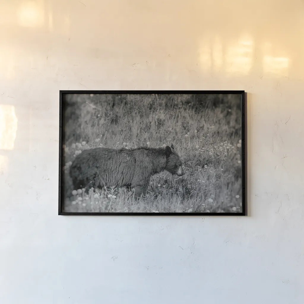 Black Bear Meadow BW by Nathan Larson. shown as a paper print in a black flame. Available as a archival giclee rolled canvas, fine art paper, or poster print. SKU 99369i.