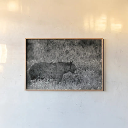 Black Bear Meadow BW by Nathan Larson. shown as a paper print in a natural frame. Available as a archival giclee rolled canvas, fine art paper, or poster print. SKU 99369i.
