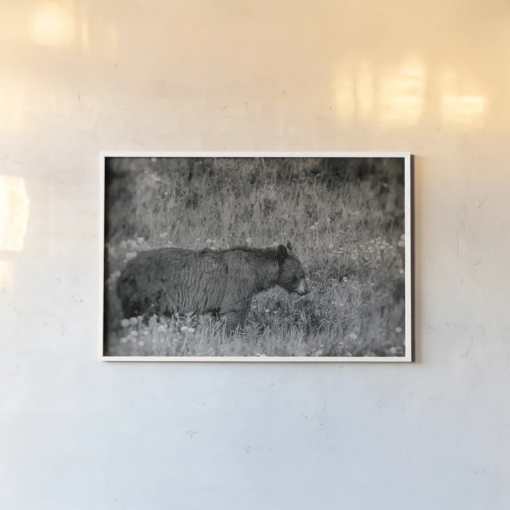 Black Bear Meadow BW by Nathan Larson. shown as a paper print in a white frame. Available as a archival giclee rolled canvas, fine art paper, or poster print. SKU 99369i.