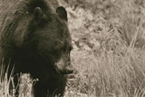 Black Bear Wander by Nathan Larson. SKU 100753i. Archival Giclee Fine art print for wall decor.