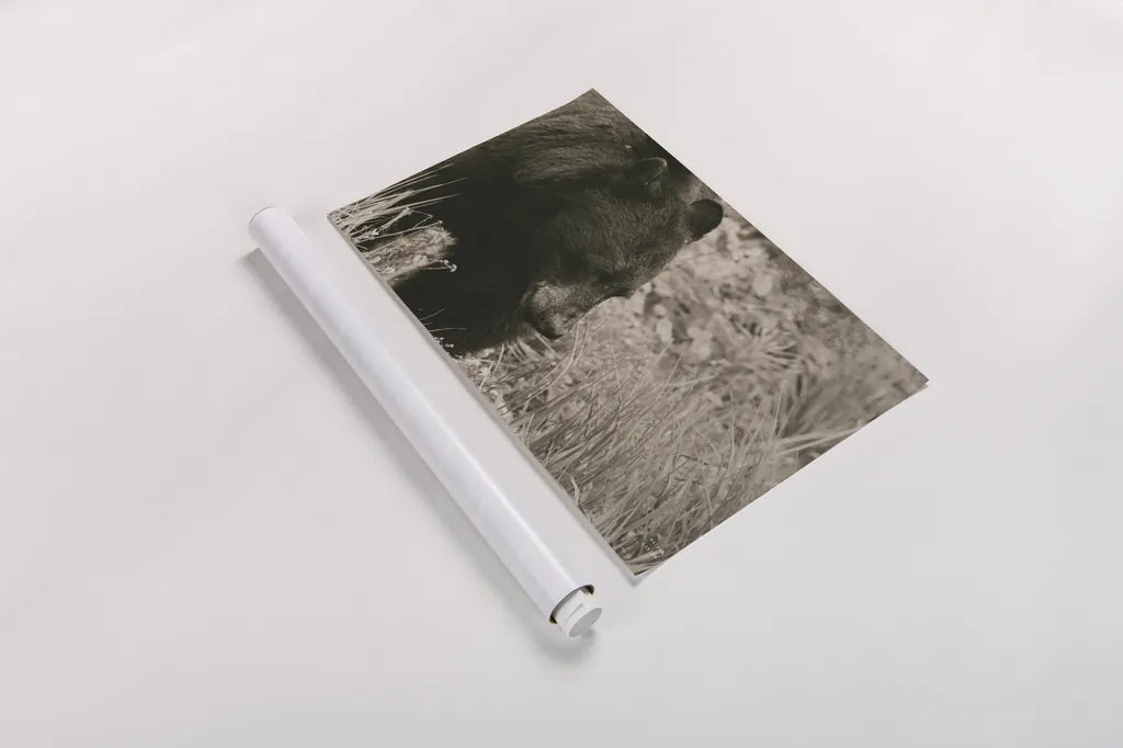 Black Bear Wander by Nathan Larson. shown as a rolled paper print. Available as archival giclee rolled canvas, fine art paper, or poster print. SKU 100753i.