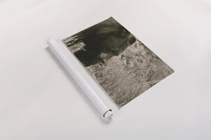 Black Bear Wander by Nathan Larson. shown as a rolled paper print. Available as archival giclee rolled canvas, fine art paper, or poster print. SKU 100753i.