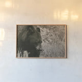 Black Bear Wander by Nathan Larson. shown as a paper print in a natural frame. Available as a archival giclee rolled canvas, fine art paper, or poster print. SKU 100753i.