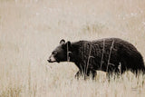 Black Bear in British Columbia by Nathan Larson. SKU 93387i. Archival Giclee Fine art print for wall decor.