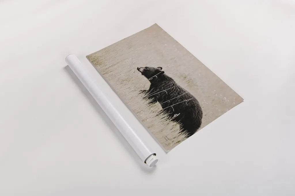 Black Bear in British Columbia by Nathan Larson. shown as a rolled paper print. Available as archival giclee rolled canvas, fine art paper, or poster print. SKU 93387i.