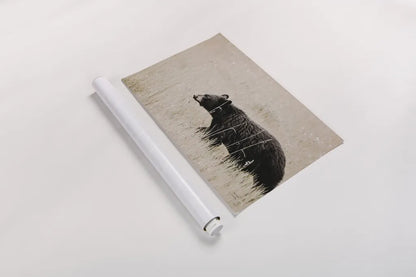 Black Bear in British Columbia by Nathan Larson. shown as a rolled paper print. Available as archival giclee rolled canvas, fine art paper, or poster print. SKU 93387i.