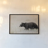Black Bear in British Columbia by Nathan Larson. shown as a paper print in a black flame. Available as a archival giclee rolled canvas, fine art paper, or poster print. SKU 93387i.