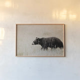 Black Bear in British Columbia by Nathan Larson. shown as a paper print in a natural frame. Available as a archival giclee rolled canvas, fine art paper, or poster print. SKU 93387i.