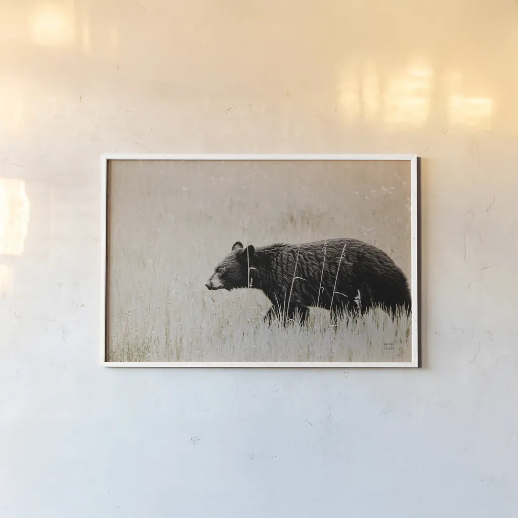 Black Bear in British Columbia by Nathan Larson. shown as a paper print in a white frame. Available as a archival giclee rolled canvas, fine art paper, or poster print. SKU 93387i.