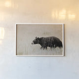 Black Bear in British Columbia by Nathan Larson. shown as a paper print in a white frame. Available as a archival giclee rolled canvas, fine art paper, or poster print. SKU 93387i.