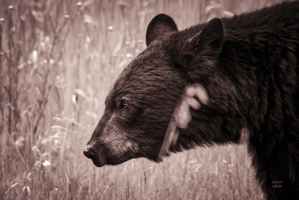Black Bear in British Columbia Sepia Tones by Nathan Larson. SKU 93386i. Archival Giclee Fine art print for wall decor.