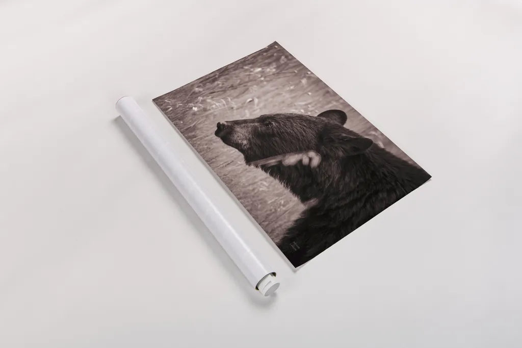 Black Bear in British Columbia Sepia Tones by Nathan Larson. shown as a rolled paper print. Available as archival giclee rolled canvas, fine art paper, or poster print. SKU 93386i.