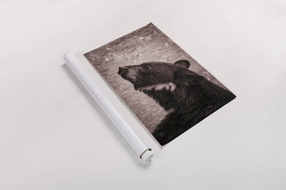 Black Bear in British Columbia Sepia Tones by Nathan Larson. shown as a rolled paper print. Available as archival giclee rolled canvas, fine art paper, or poster print. SKU 93386i.