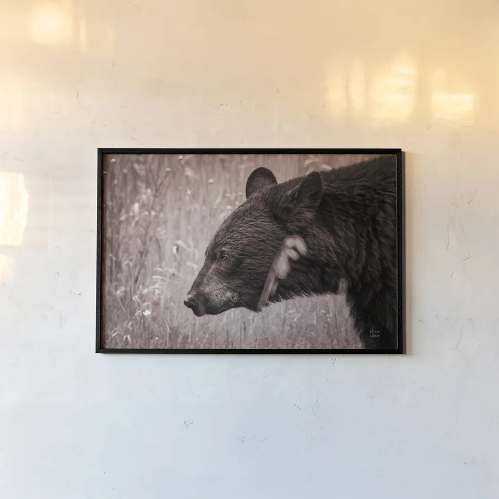 Black Bear in British Columbia Sepia Tones by Nathan Larson. shown as a paper print in a black flame. Available as a archival giclee rolled canvas, fine art paper, or poster print. SKU 93386i.