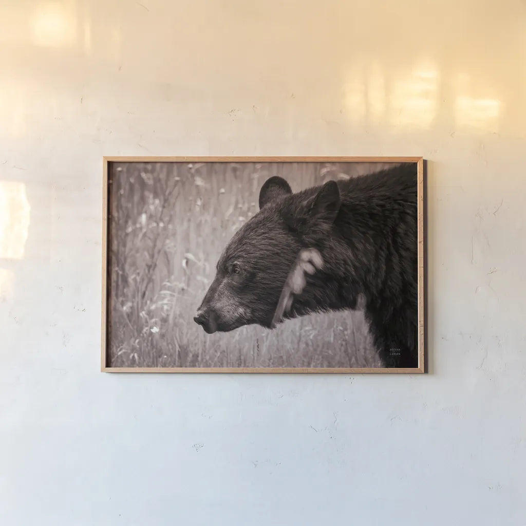 Black Bear in British Columbia Sepia Tones by Nathan Larson. shown as a paper print in a natural frame. Available as a archival giclee rolled canvas, fine art paper, or poster print. SKU 93386i.