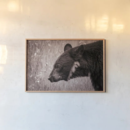 Black Bear in British Columbia Sepia Tones by Nathan Larson. shown as a paper print in a natural frame. Available as a archival giclee rolled canvas, fine art paper, or poster print. SKU 93386i.