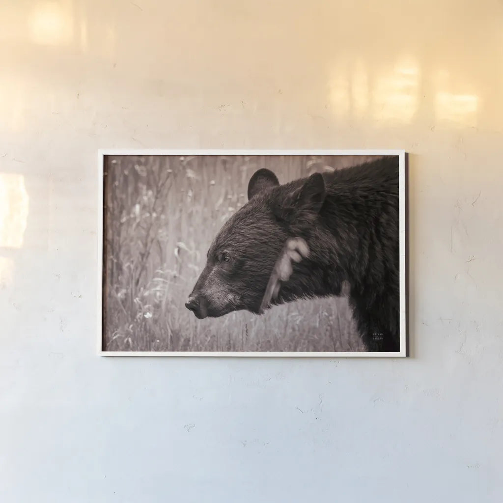Black Bear in British Columbia Sepia Tones by Nathan Larson. shown as a paper print in a white frame. Available as a archival giclee rolled canvas, fine art paper, or poster print. SKU 93386i.