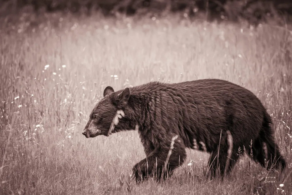 Black Bear in British Columbia Sepia Tones by Nathan Larson. SKU 93388i. Archival Giclee Fine art print for wall decor.