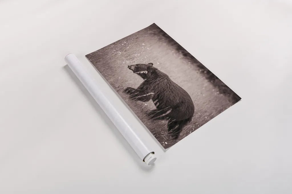 Black Bear in British Columbia Sepia Tones by Nathan Larson. shown as a rolled paper print. Available as archival giclee rolled canvas, fine art paper, or poster print. SKU 93388i.