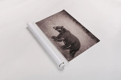 Black Bear in British Columbia Sepia Tones by Nathan Larson. shown as a rolled paper print. Available as archival giclee rolled canvas, fine art paper, or poster print. SKU 93388i.