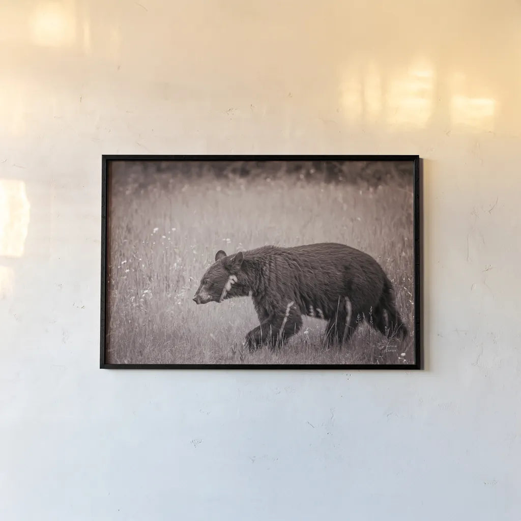 Black Bear in British Columbia Sepia Tones by Nathan Larson. shown as a paper print in a black flame. Available as a archival giclee rolled canvas, fine art paper, or poster print. SKU 93388i.