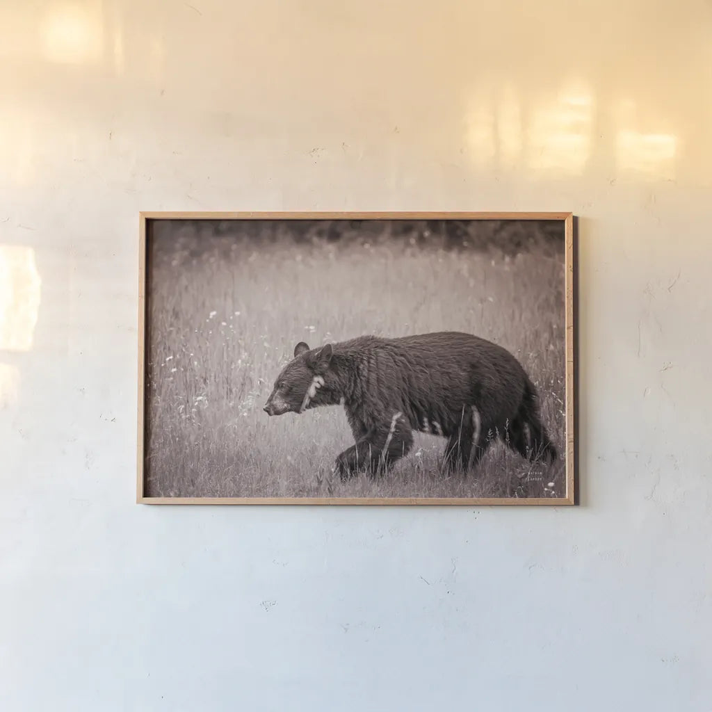 Black Bear in British Columbia Sepia Tones by Nathan Larson. shown as a paper print in a natural frame. Available as a archival giclee rolled canvas, fine art paper, or poster print. SKU 93388i.