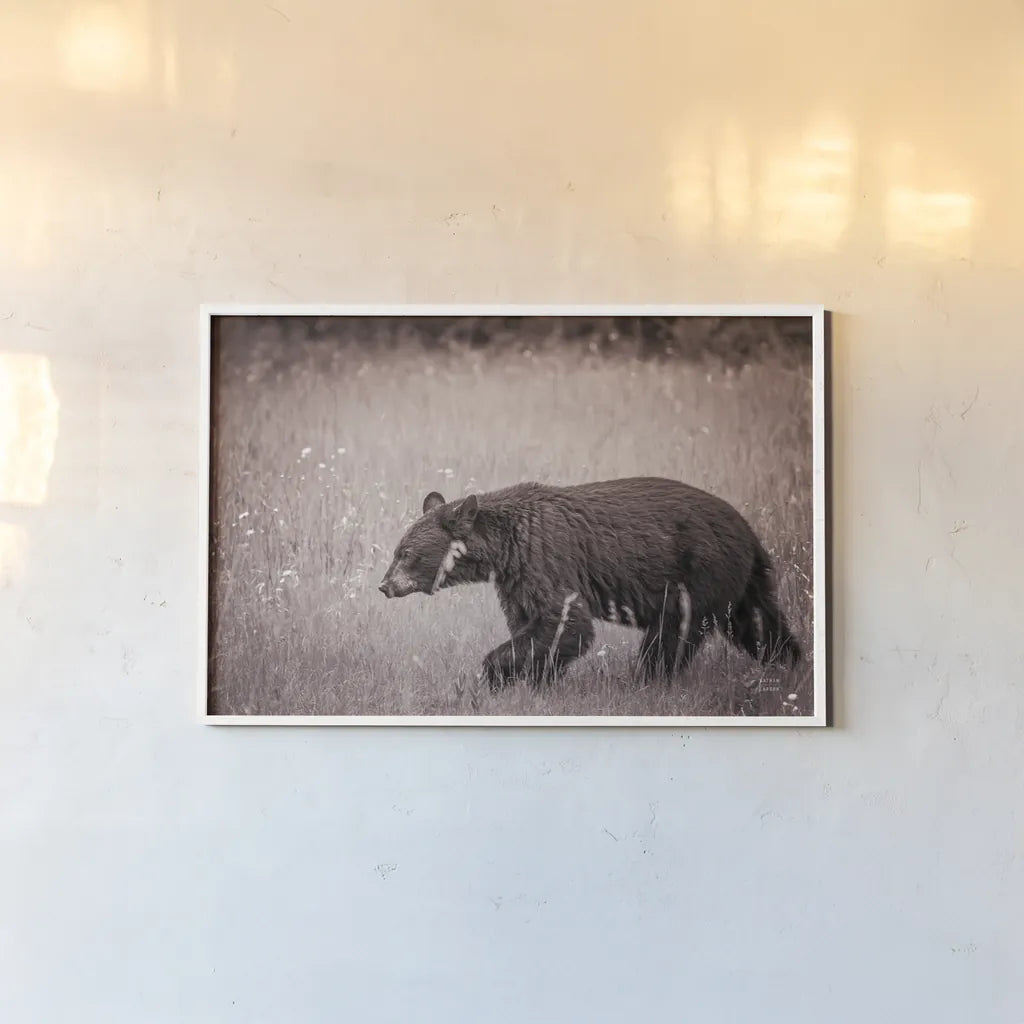 Black Bear in British Columbia Sepia Tones by Nathan Larson. shown as a paper print in a white frame. Available as a archival giclee rolled canvas, fine art paper, or poster print. SKU 93388i.