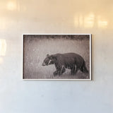 Black Bear in British Columbia Sepia Tones by Nathan Larson. shown as a paper print in a white frame. Available as a archival giclee rolled canvas, fine art paper, or poster print. SKU 93388i.