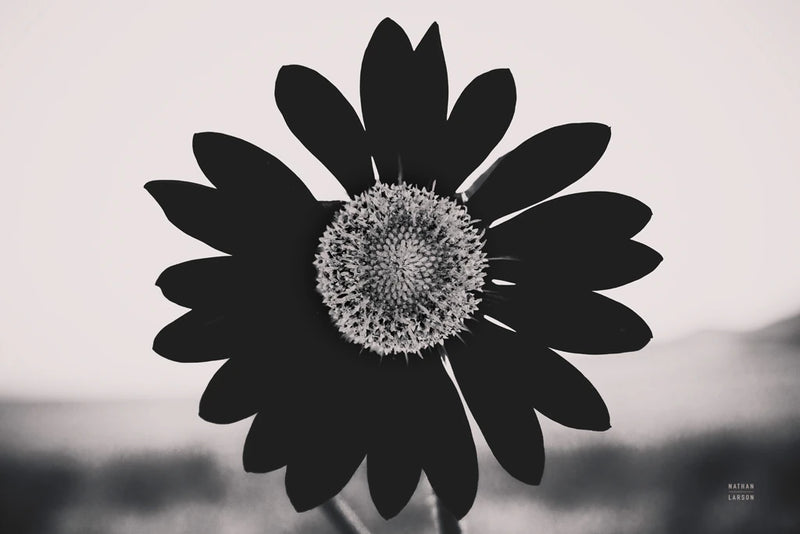 Black Hole Sun by Nathan Larson