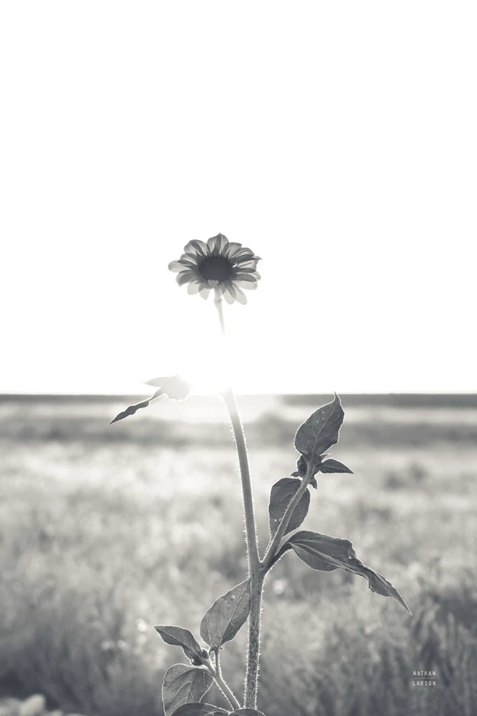 Bring Me Home by Nathan Larson