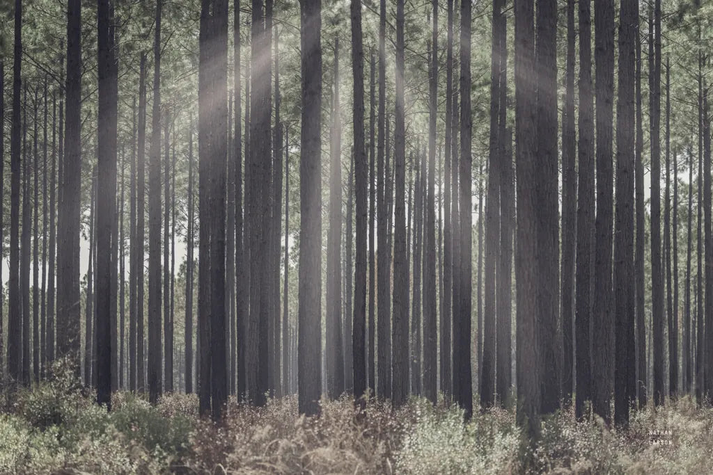 Bring Me In by Nathan Larson. SKU 97892i. Archival Giclee Fine art print for wall decor.