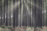 Bring Me In by Nathan Larson. SKU 97892i. Archival Giclee Fine art print for wall decor.