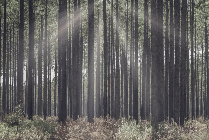 Bring Me In by Nathan Larson. SKU 97892i. Archival Giclee Fine art print for wall decor.