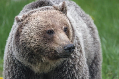 British Columbia Grizzly by Nathan Larson. SKU 92564i. Archival Giclee Fine art print for wall decor.