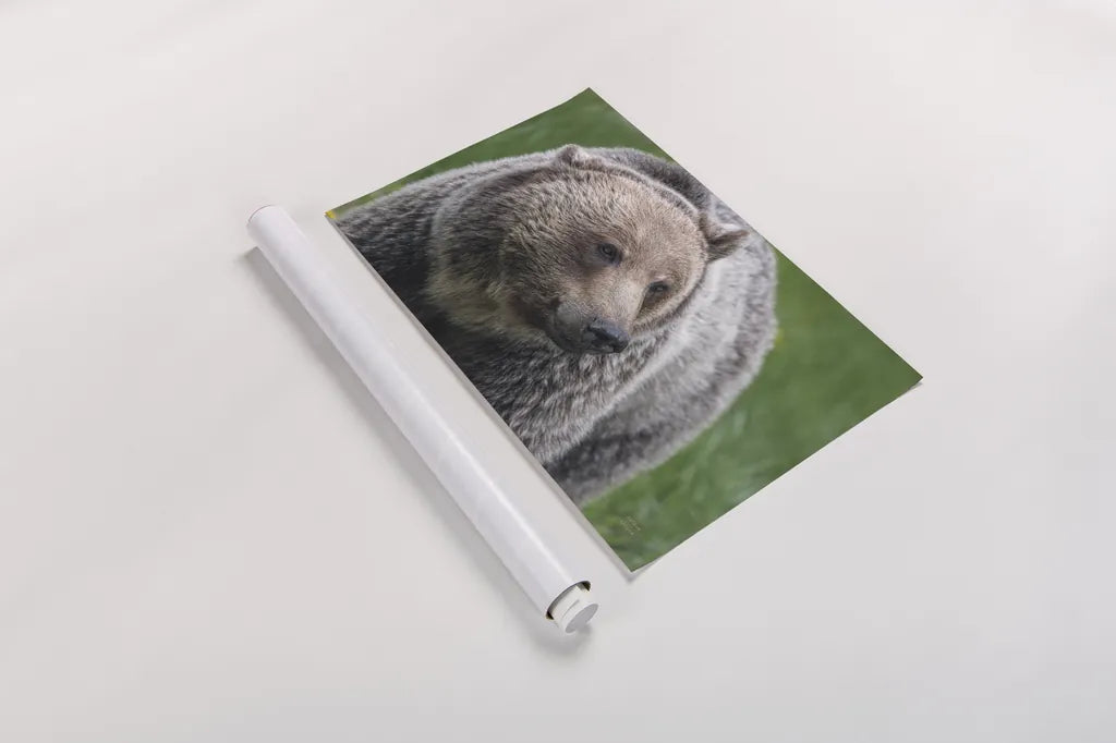 British Columbia Grizzly by Nathan Larson. shown as a rolled paper print. Available as archival giclee rolled canvas, fine art paper, or poster print. SKU 92564i.